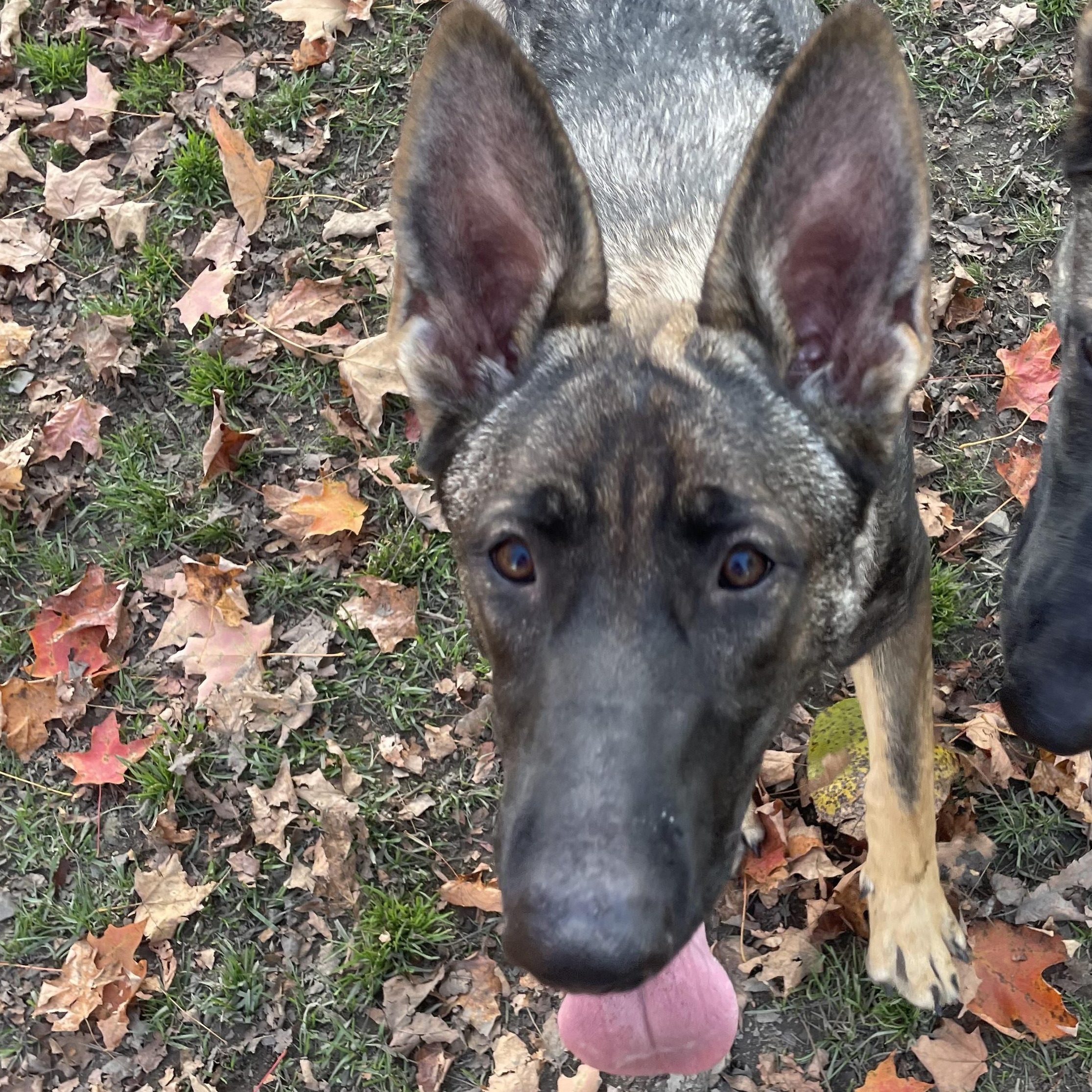 Freya, a Adoptable German Shepherd Dog in Bridgton, ME image 2/2