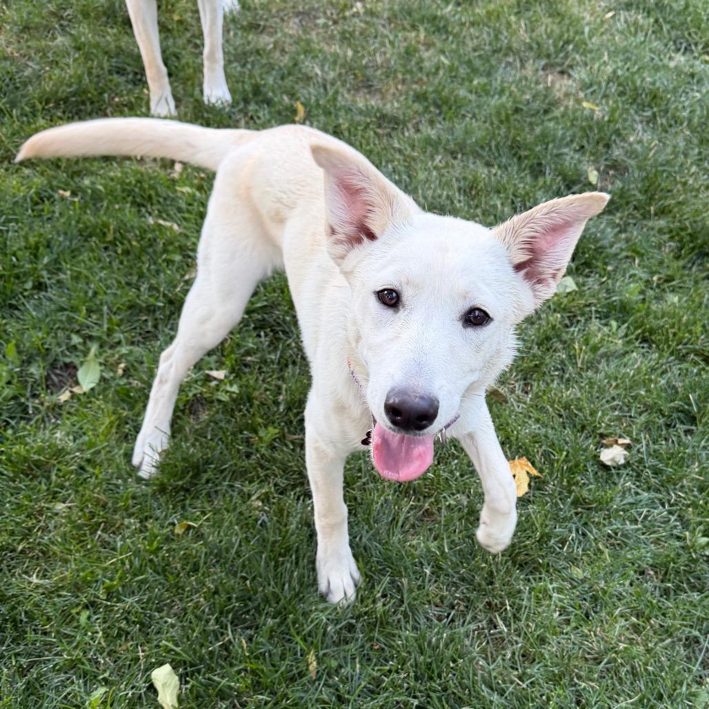 Soop, Adoptable, Puppy Female Shepherd & Mixed Breed.