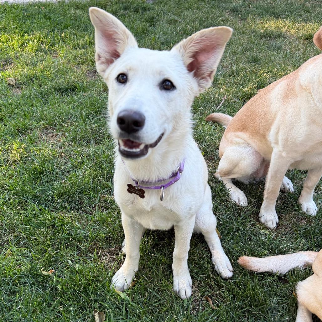 Enlarge Soop, a Adoptable mixed breed in Cody, WY image 2/6