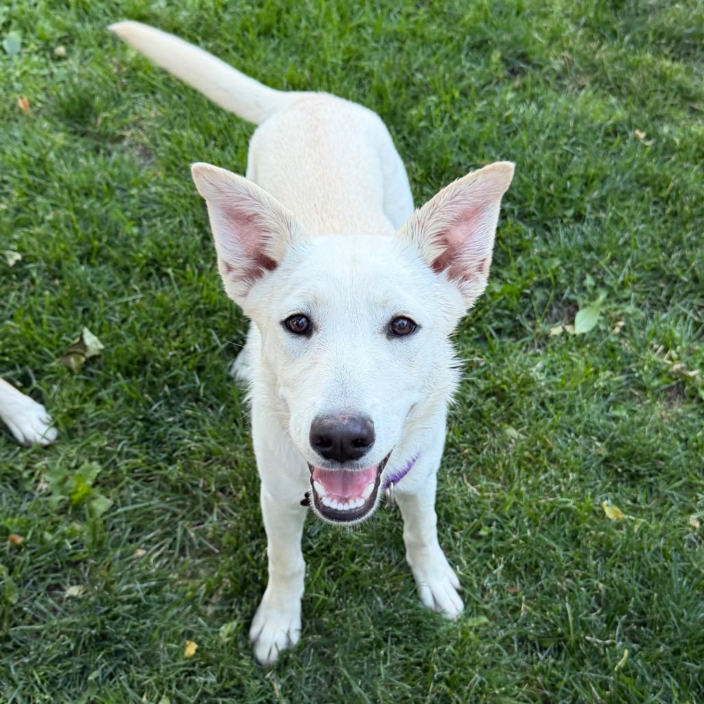 Enlarge Soop, a Adoptable mixed breed in Cody, WY image 3/6