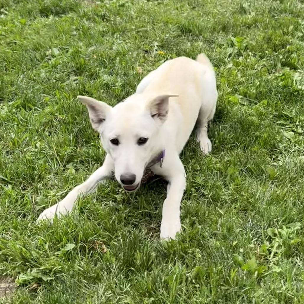 Enlarge Soop, a Adoptable mixed breed in Cody, WY image 4/6