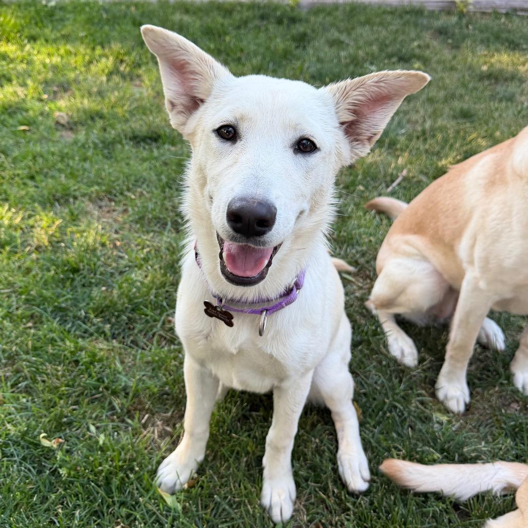 Enlarge Soop, a Adoptable mixed breed in Cody, WY image 5/6