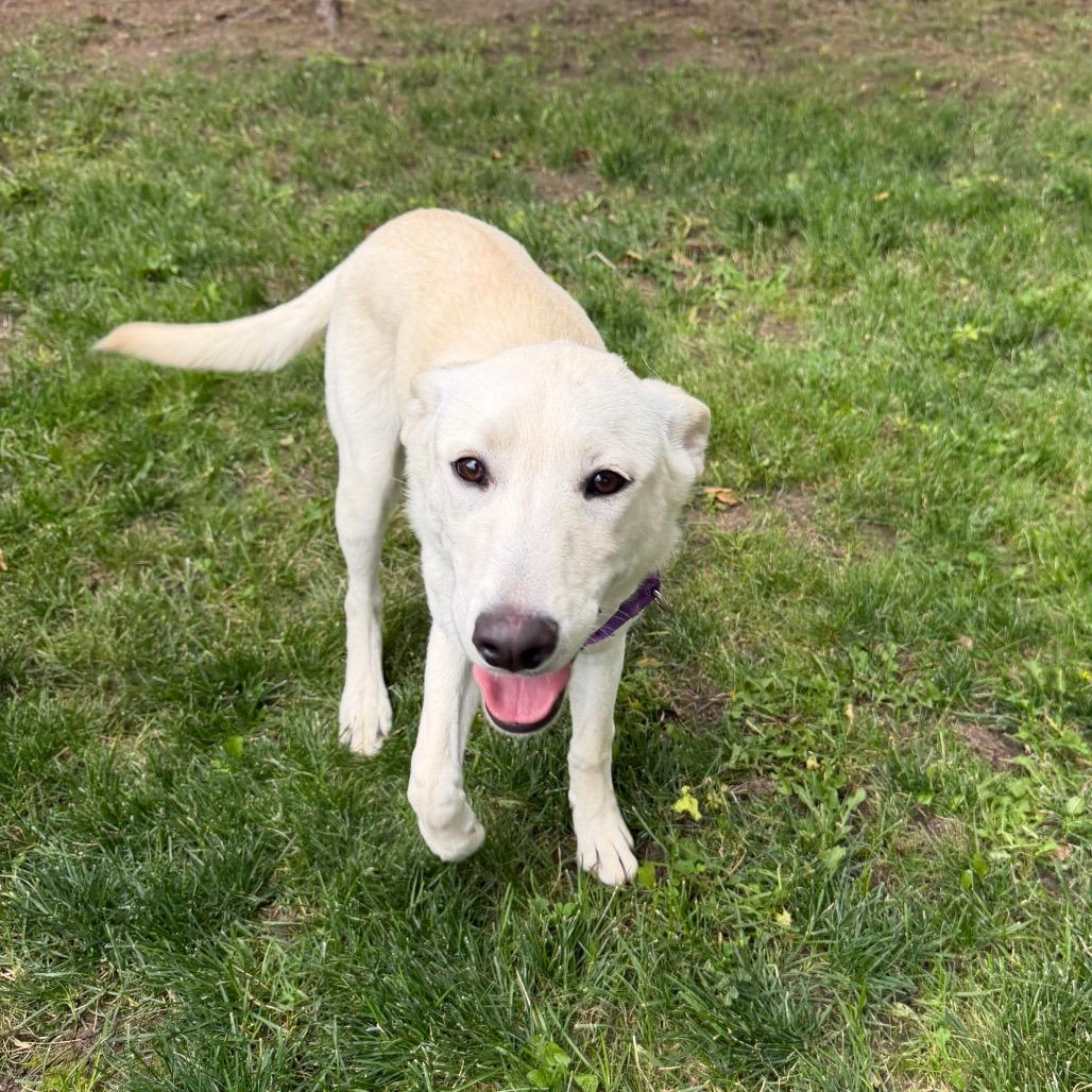Enlarge Soop, a Adoptable mixed breed in Cody, WY image 6/6