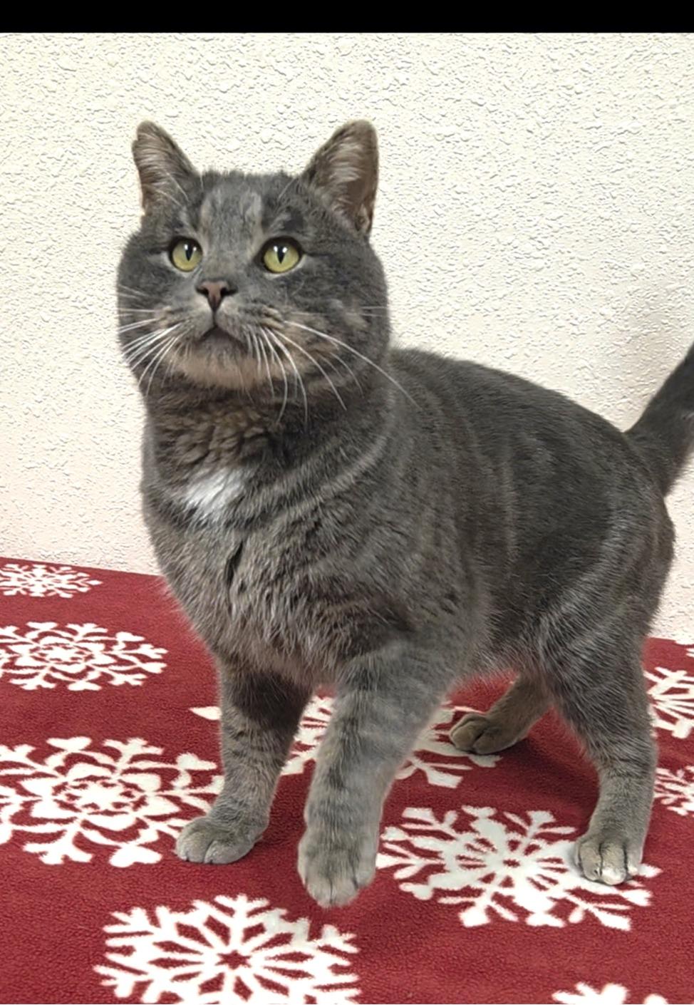Enlarge Slyvester, an adopted Domestic Short Hair in Red Wing, MN image 1/3