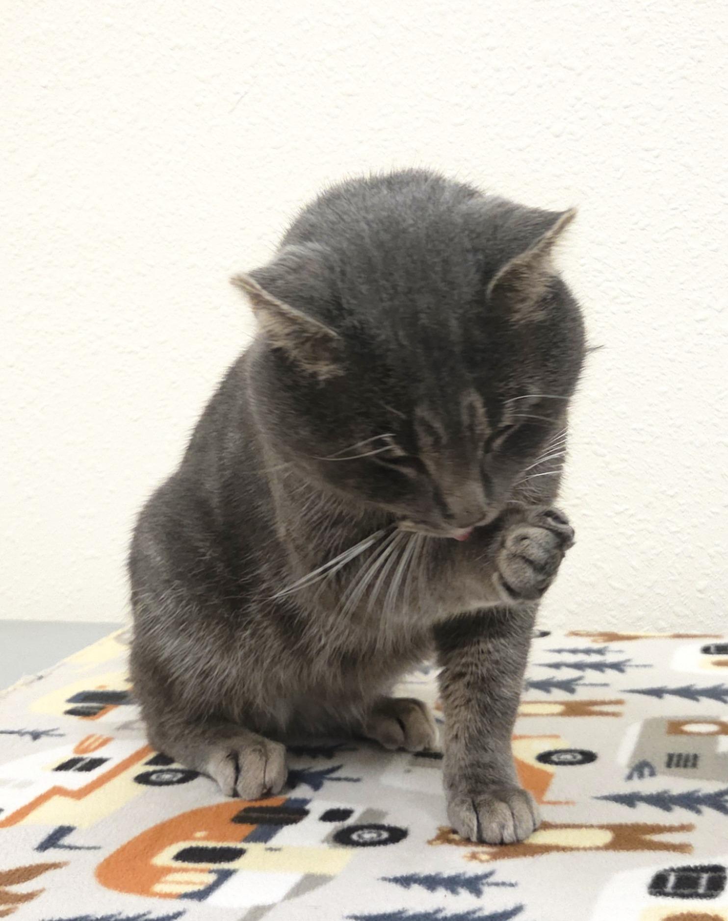 Enlarge Slyvester, an adopted Domestic Short Hair in Red Wing, MN image 2/3