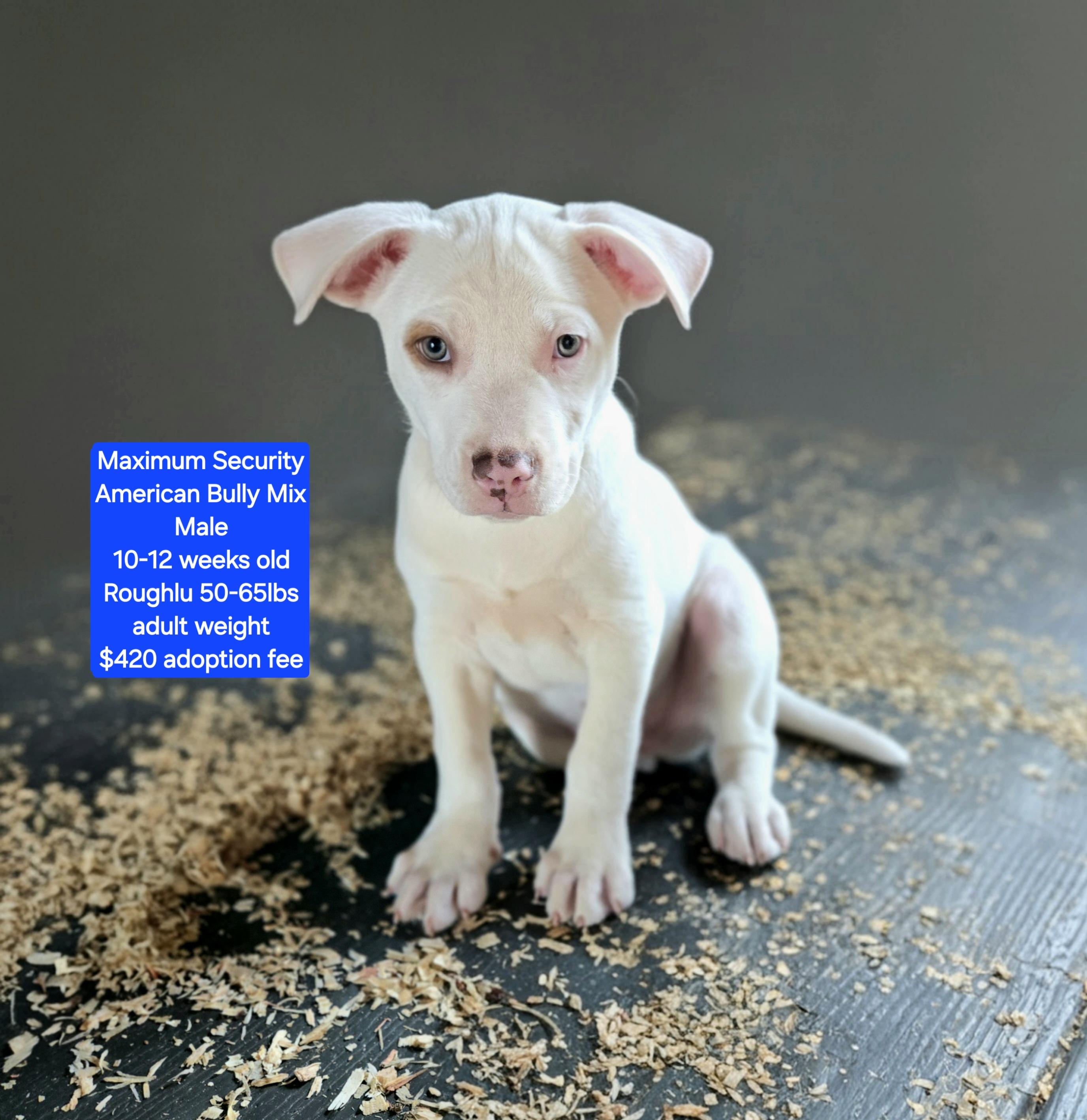 Enlarge Maximum Security, a ADOPTABLE mixed breed in Oviedo, FL image 1/1