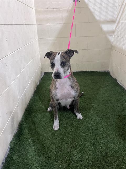 Enlarge MISS MEREDITH, a Adoptable mixed breed in Winter Haven, FL image 1/1