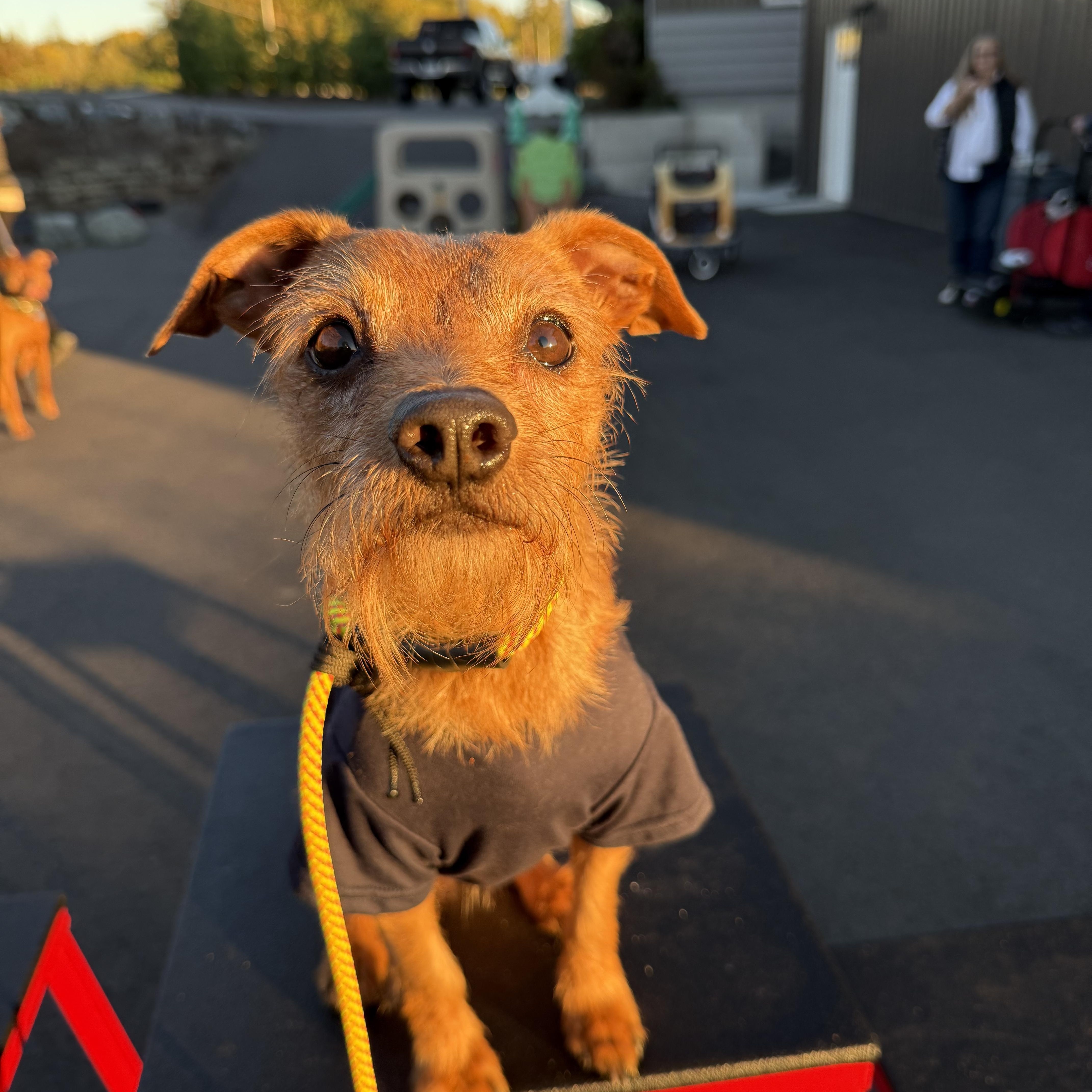 Benji, Adoptable, Adult Male Terrier.