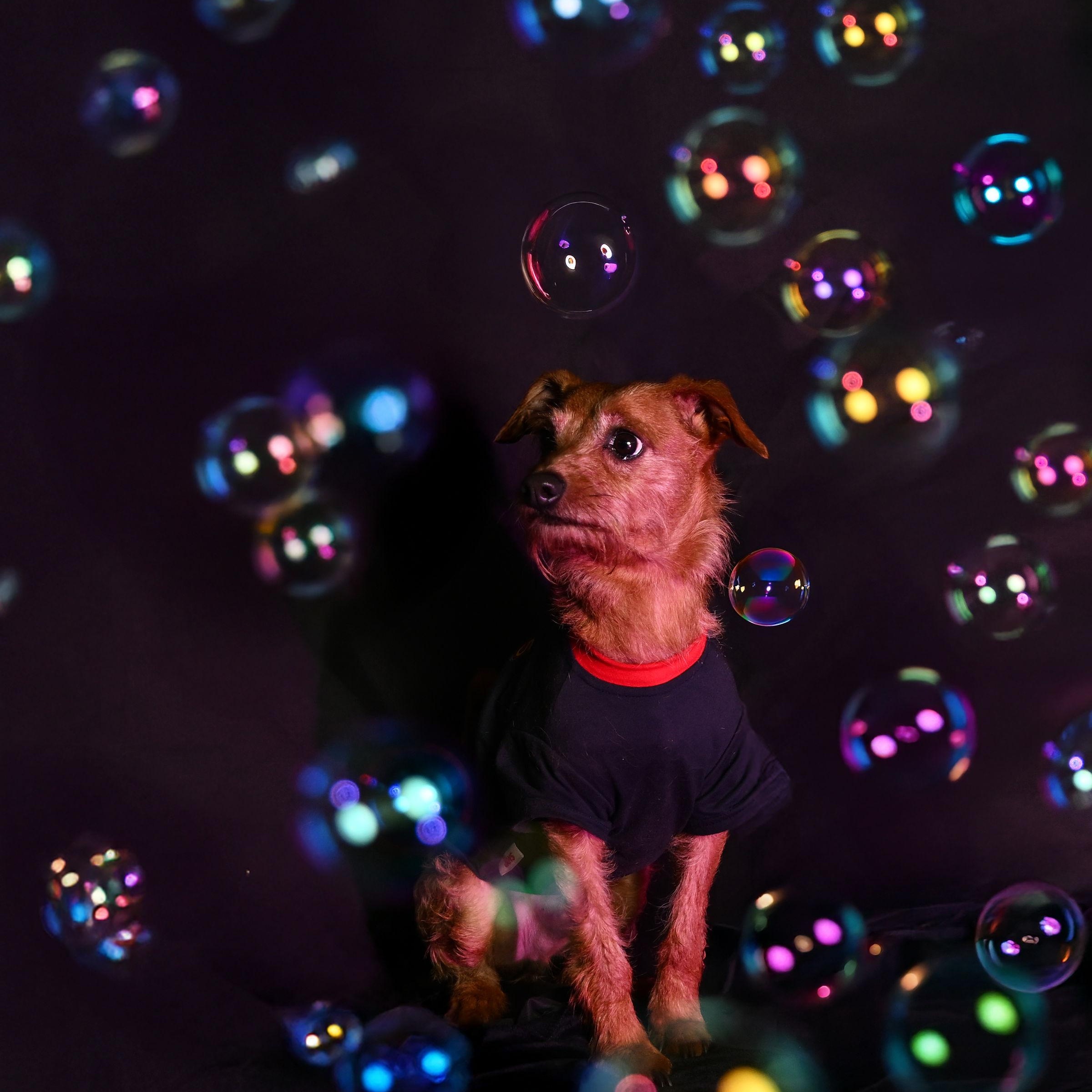 Benji, a Adoptable mixed breed in Ferndale, WA image 2/5