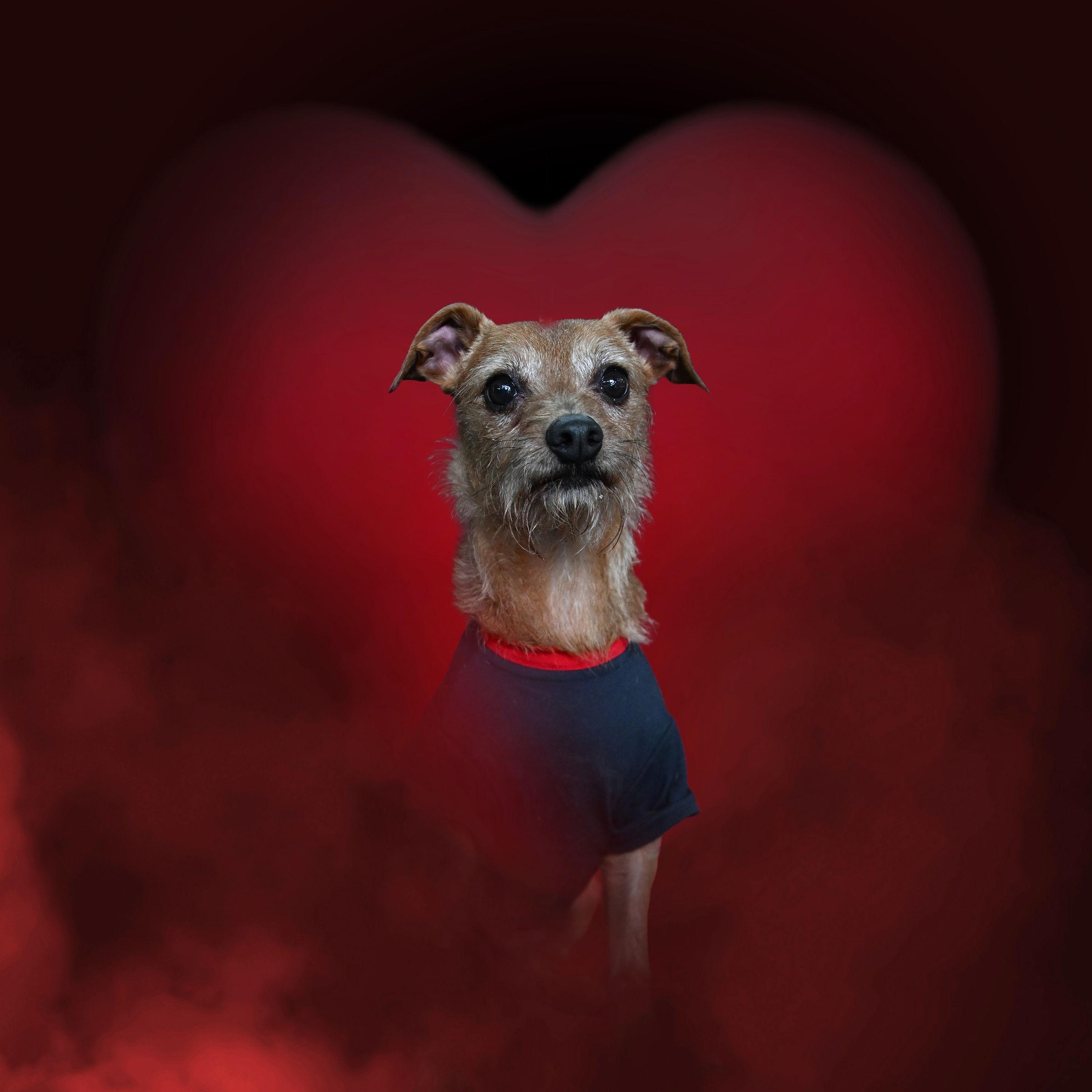 Benji, Adoptable, Adult Male Terrier.