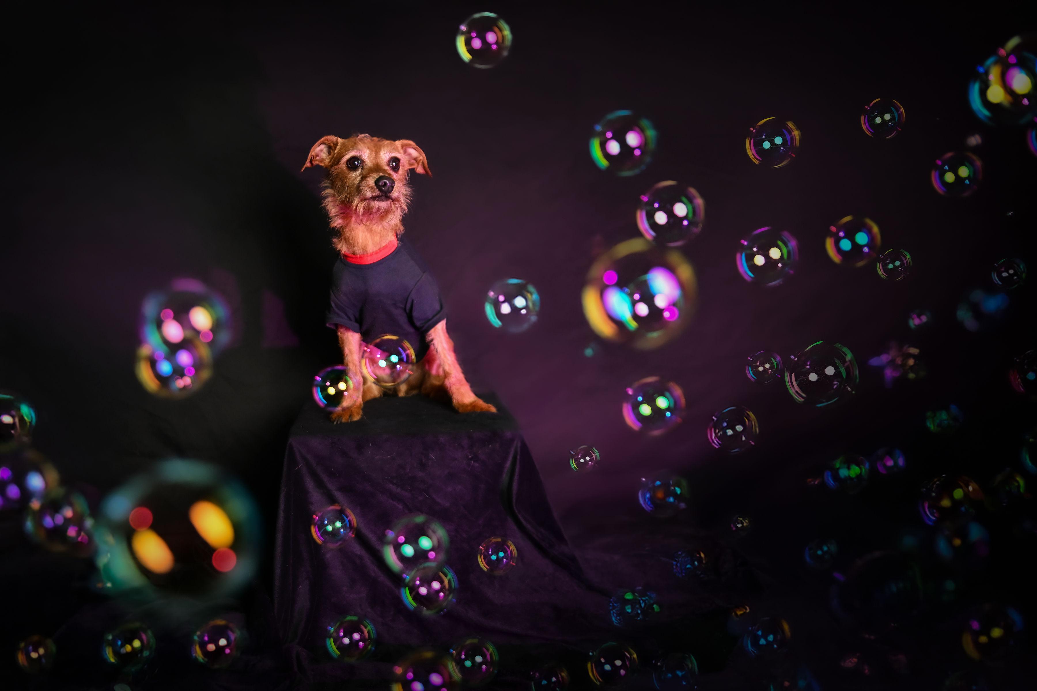 Benji, a Adoptable mixed breed in Ferndale, WA image 4/5