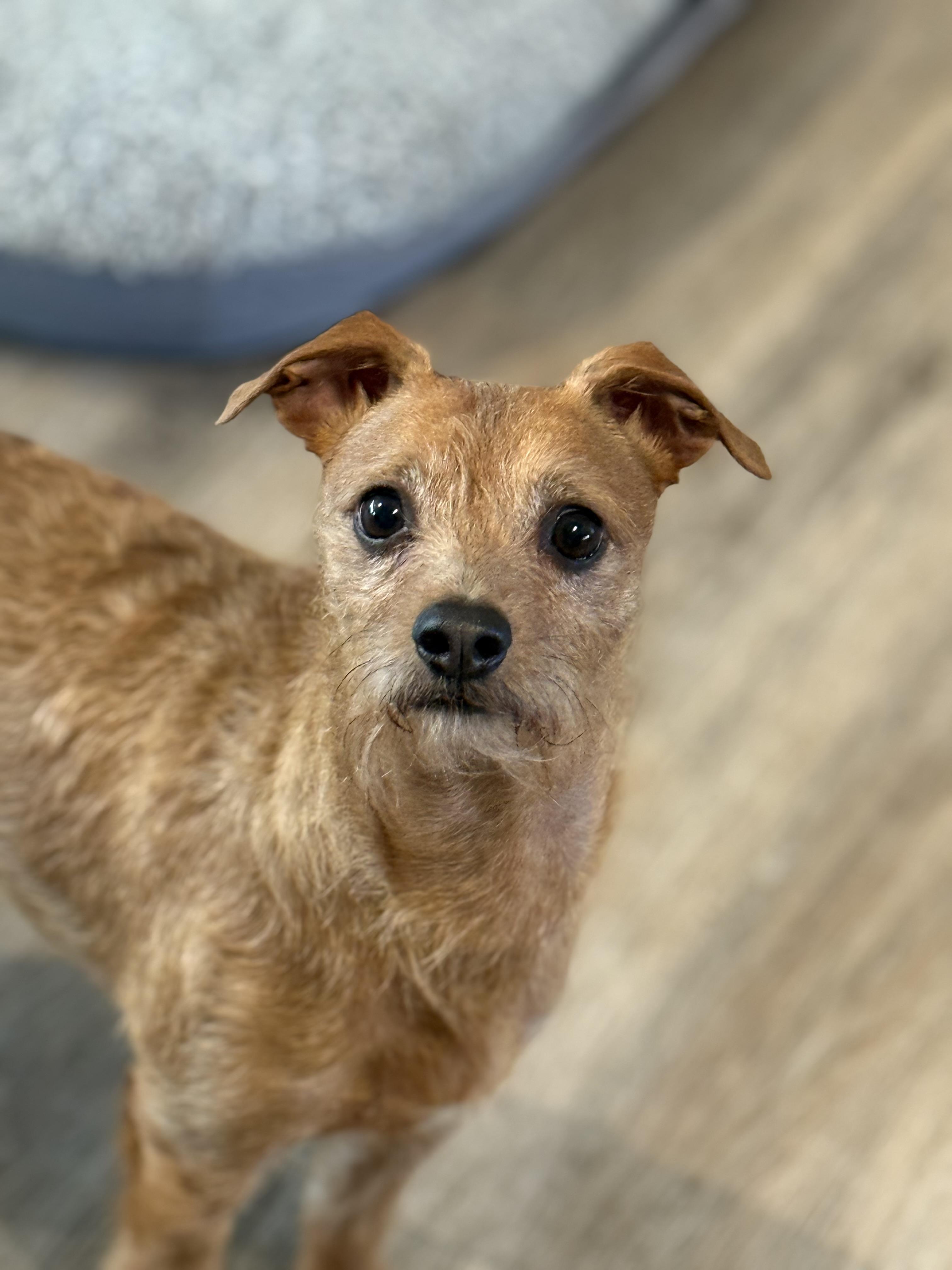 Benji, a Adoptable mixed breed in Ferndale, WA image 5/5