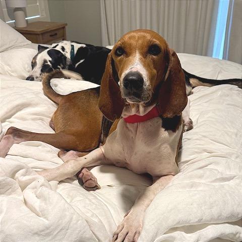 Pita, Adoptable, Adult Female Treeing Walker Coonhound.