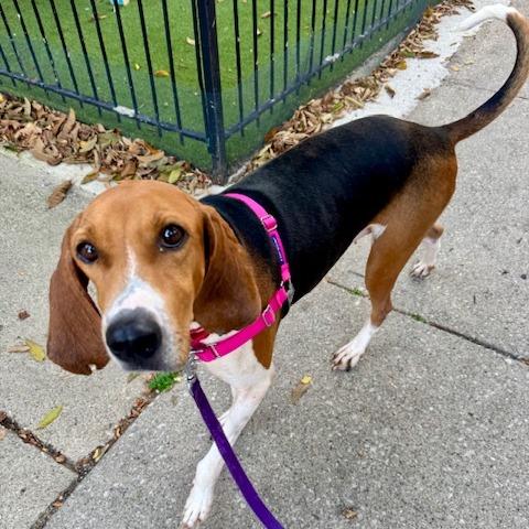 Enlarge Pita, a Adoptable Treeing Walker Coonhound in Chicago, IL image 2/6