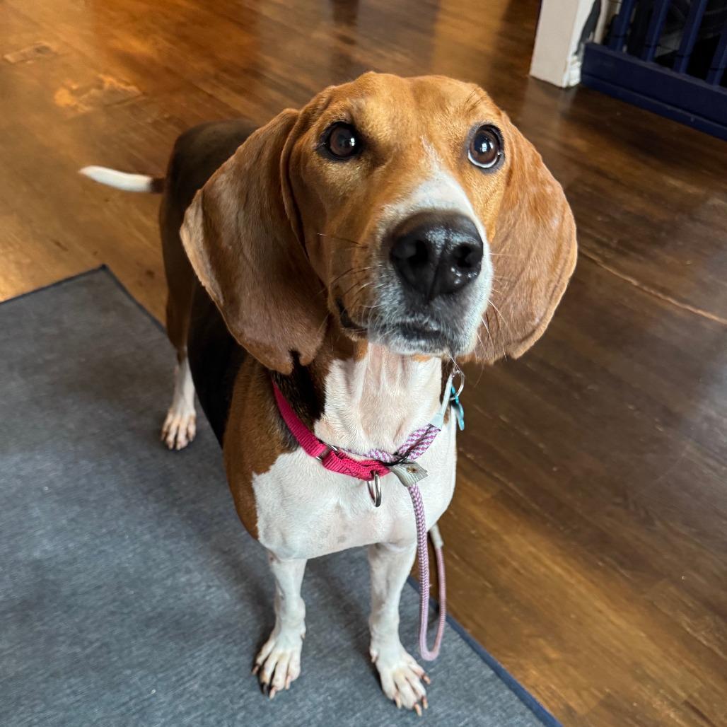 Enlarge Pita, a Adoptable Treeing Walker Coonhound in Chicago, IL image 3/6