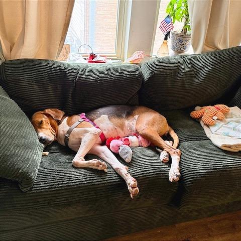 Enlarge Pita, a Adoptable Treeing Walker Coonhound in Chicago, IL image 4/6