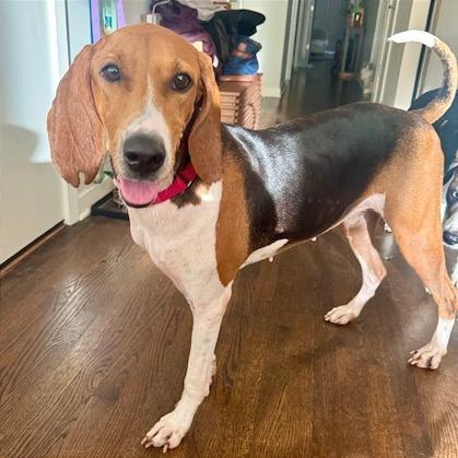 Enlarge Pita, a Adoptable Treeing Walker Coonhound in Chicago, IL image 5/6