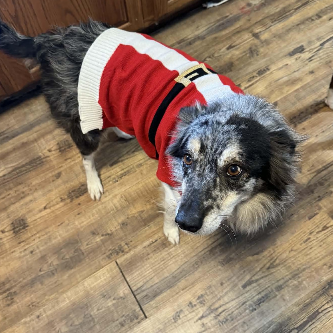 Enlarge Frankie, a Adoptable mixed breed in Spencer, IA image 2/2