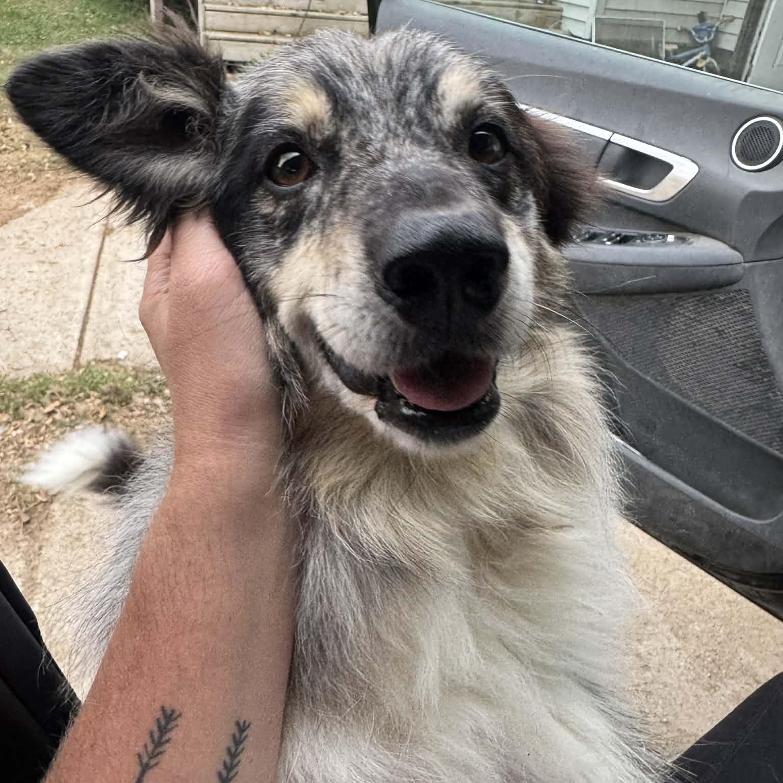 Frankie, ADOPTABLE, Young Male Australian Shepherd & Border Collie.
