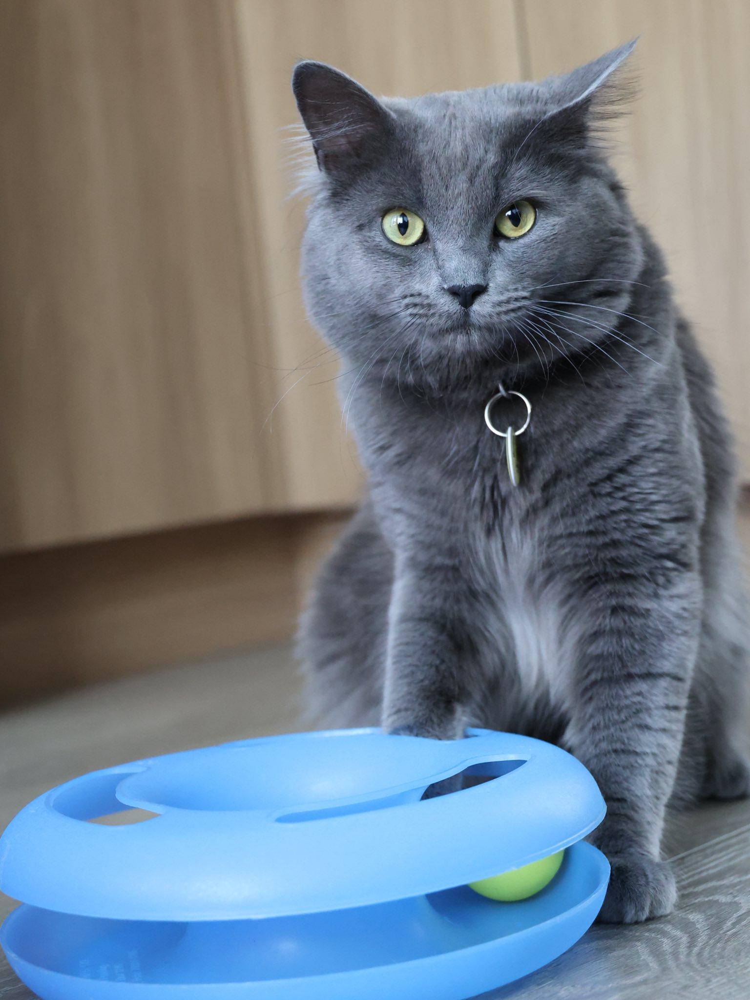 Leo III, ADOPTABLE, Adult Male Domestic Medium Hair.