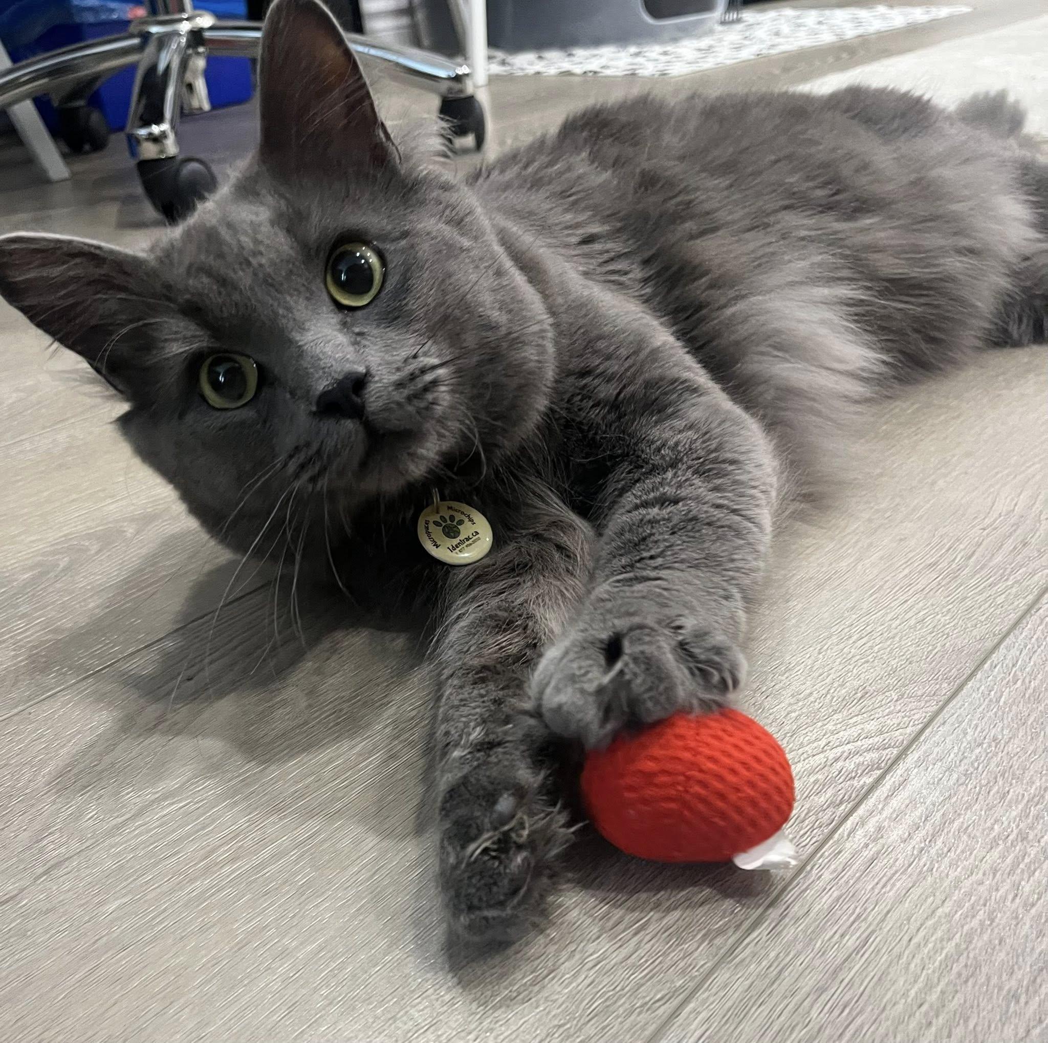 Enlarge Leo III, a ADOPTABLE Domestic Medium Hair in Montreal, QC image 4/6