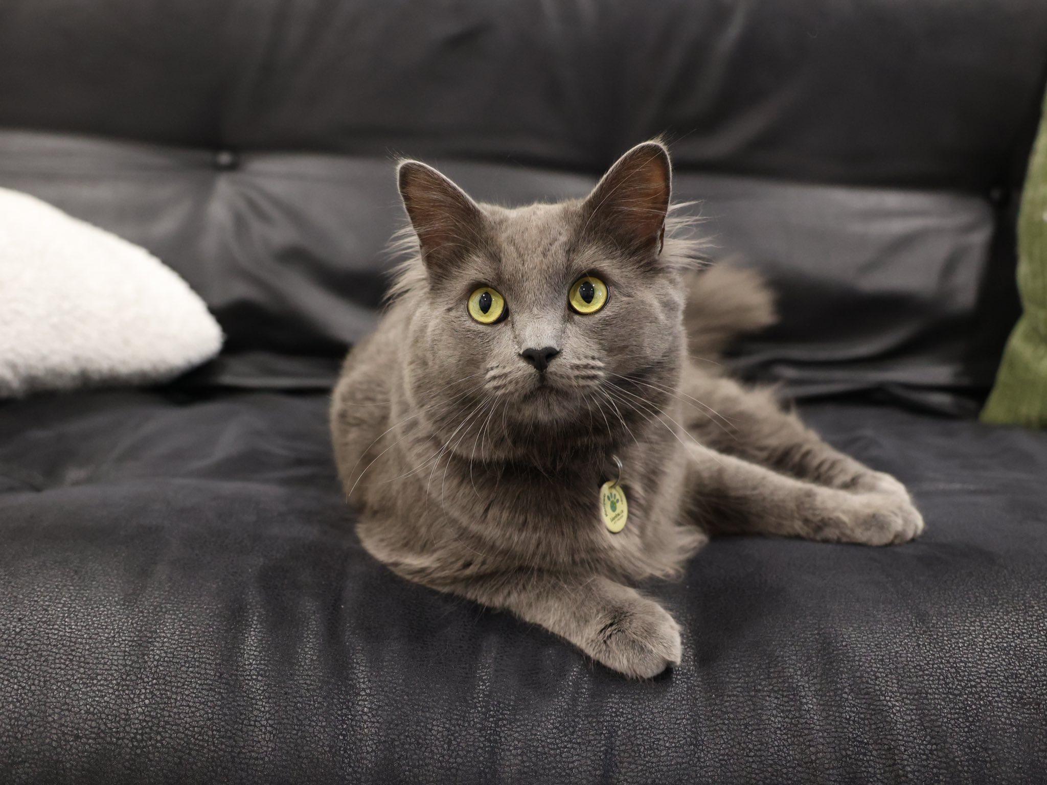 Enlarge Leo III, a ADOPTABLE Domestic Medium Hair in Montreal, QC image 5/6
