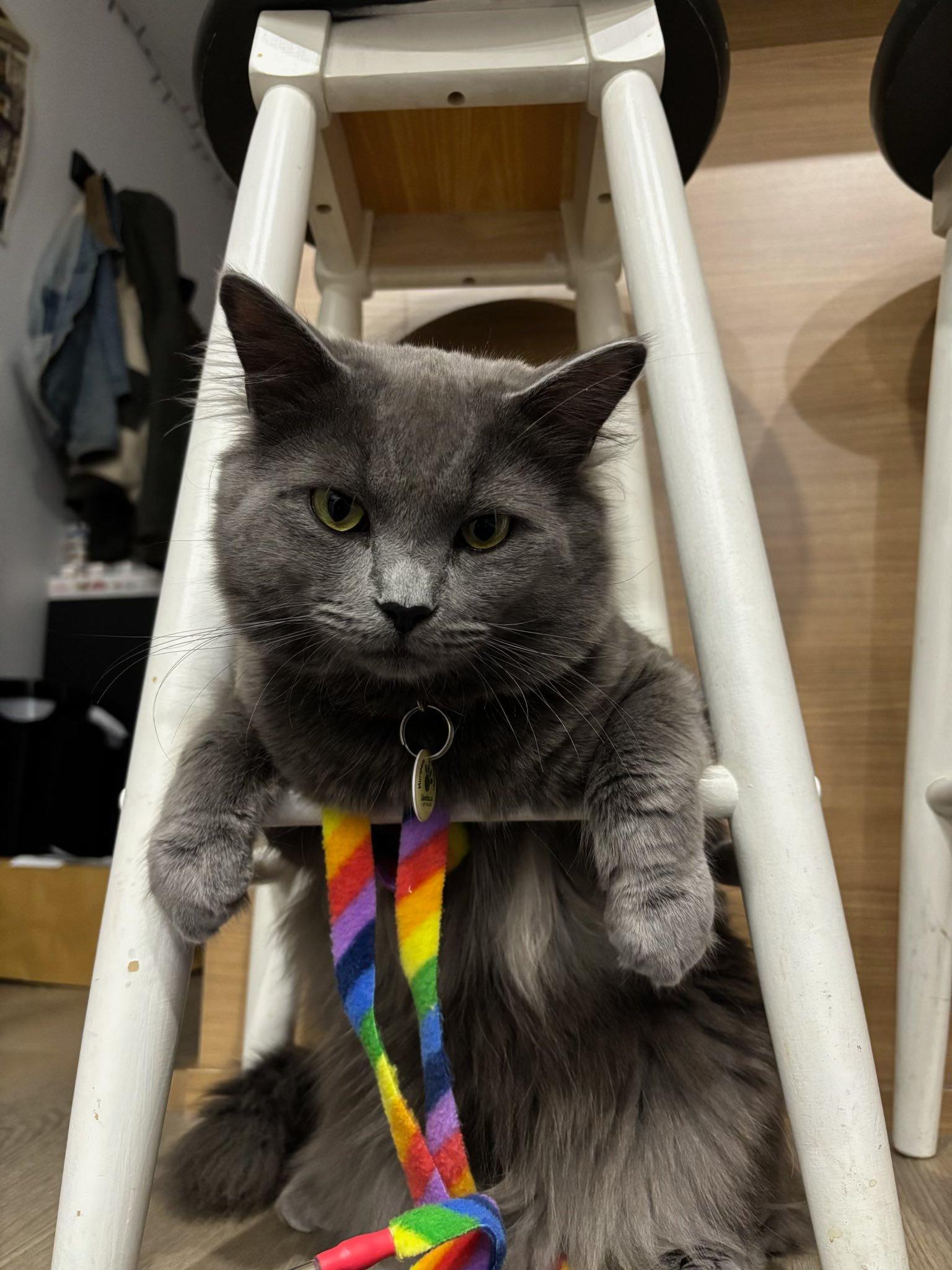 Enlarge Leo III, a ADOPTABLE Domestic Medium Hair in Montreal, QC image 2/6