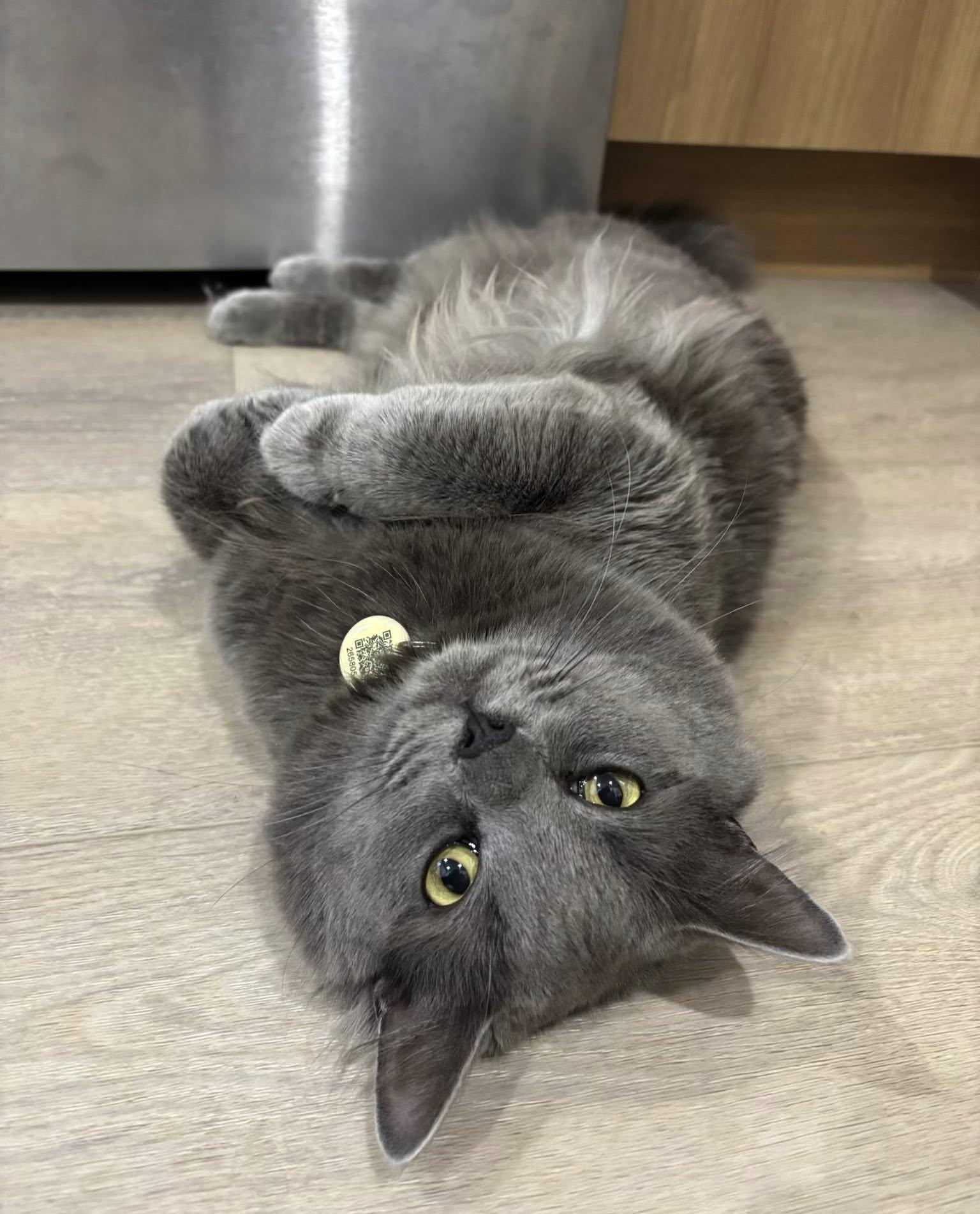 Enlarge Leo III, a ADOPTABLE Domestic Medium Hair in Montreal, QC image 3/6