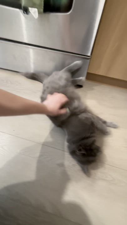 Enlarge Leo III, a ADOPTABLE Domestic Medium Hair in Montreal, QC video 6/6