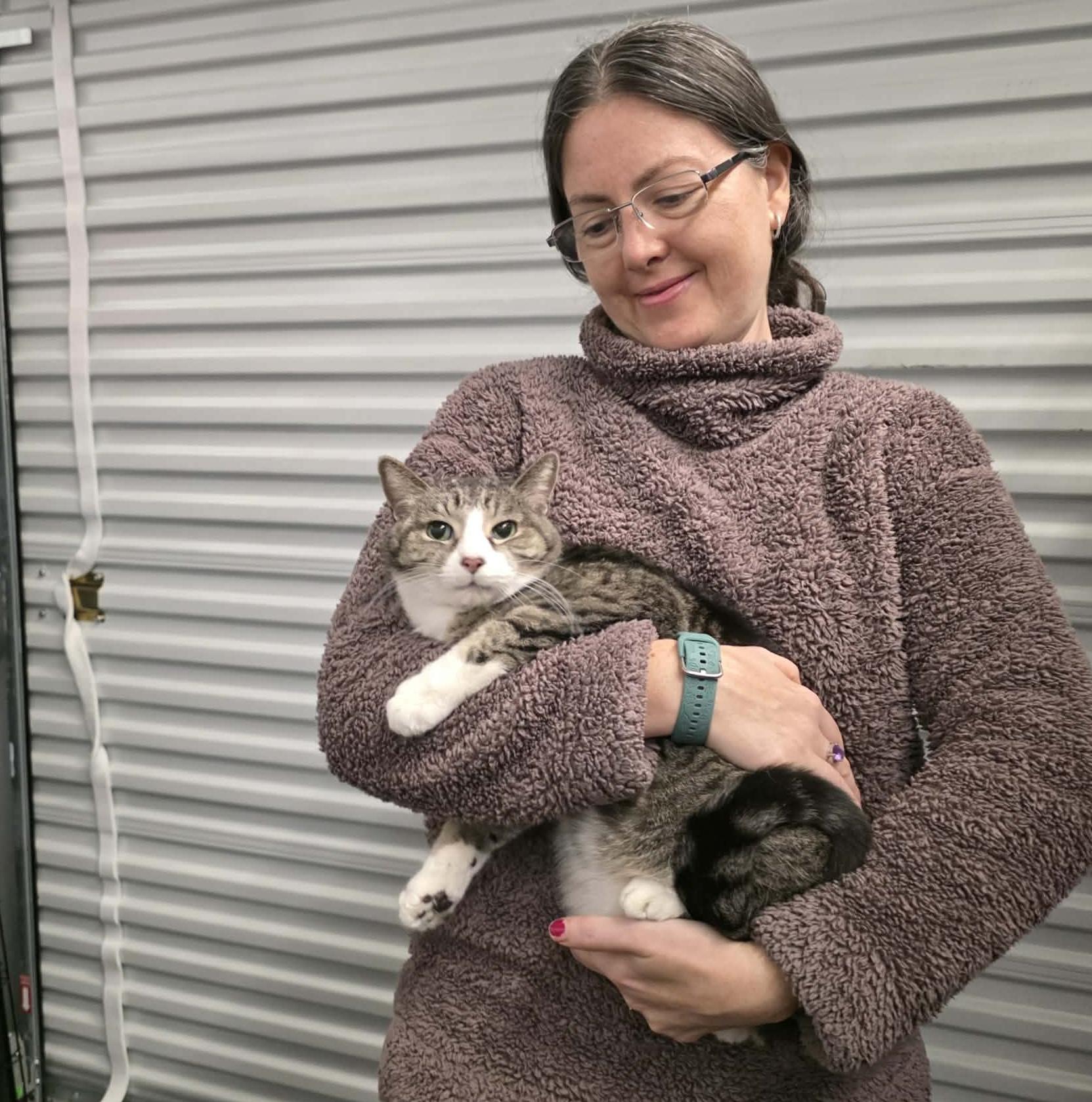 Whisky, adopted, Senior Male Domestic Short Hair.