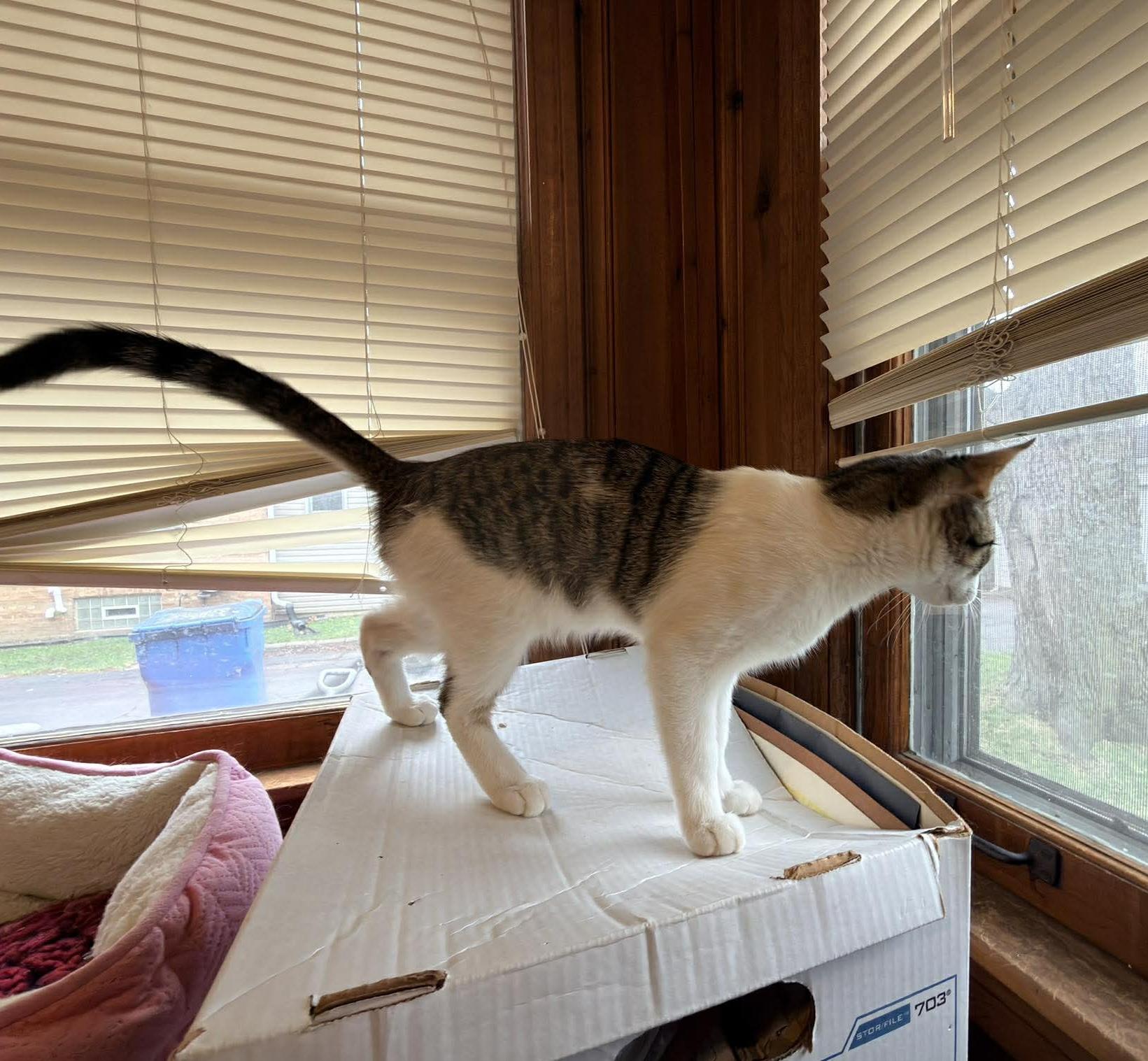 Enlarge Whisky, an adopted mixed breed in Chicago, IL image 2/6