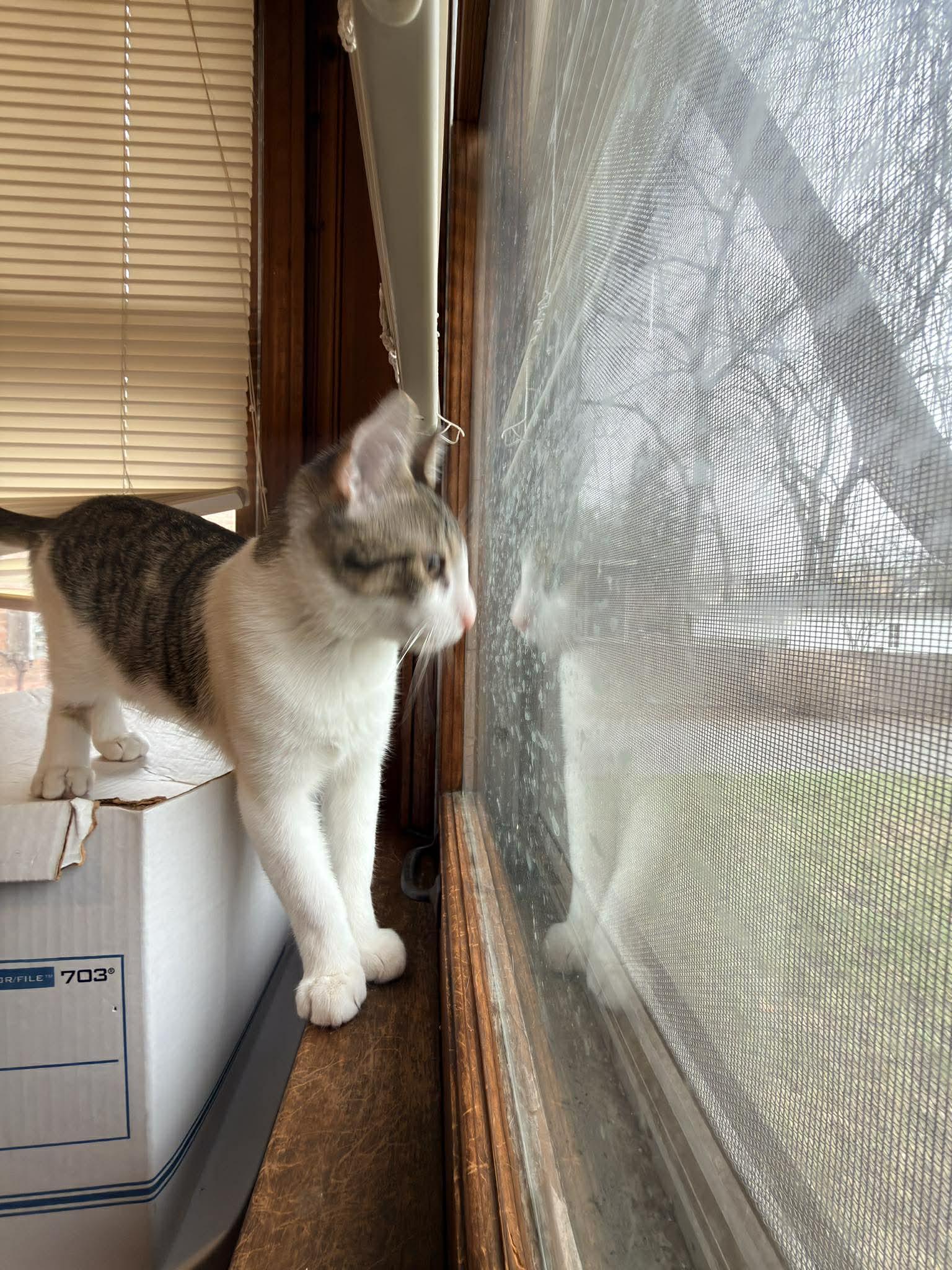 Enlarge Whisky, an adopted mixed breed in Chicago, IL image 6/6