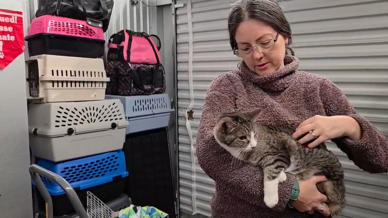 Enlarge Whisky, an adopted mixed breed in Chicago, IL video 4/6