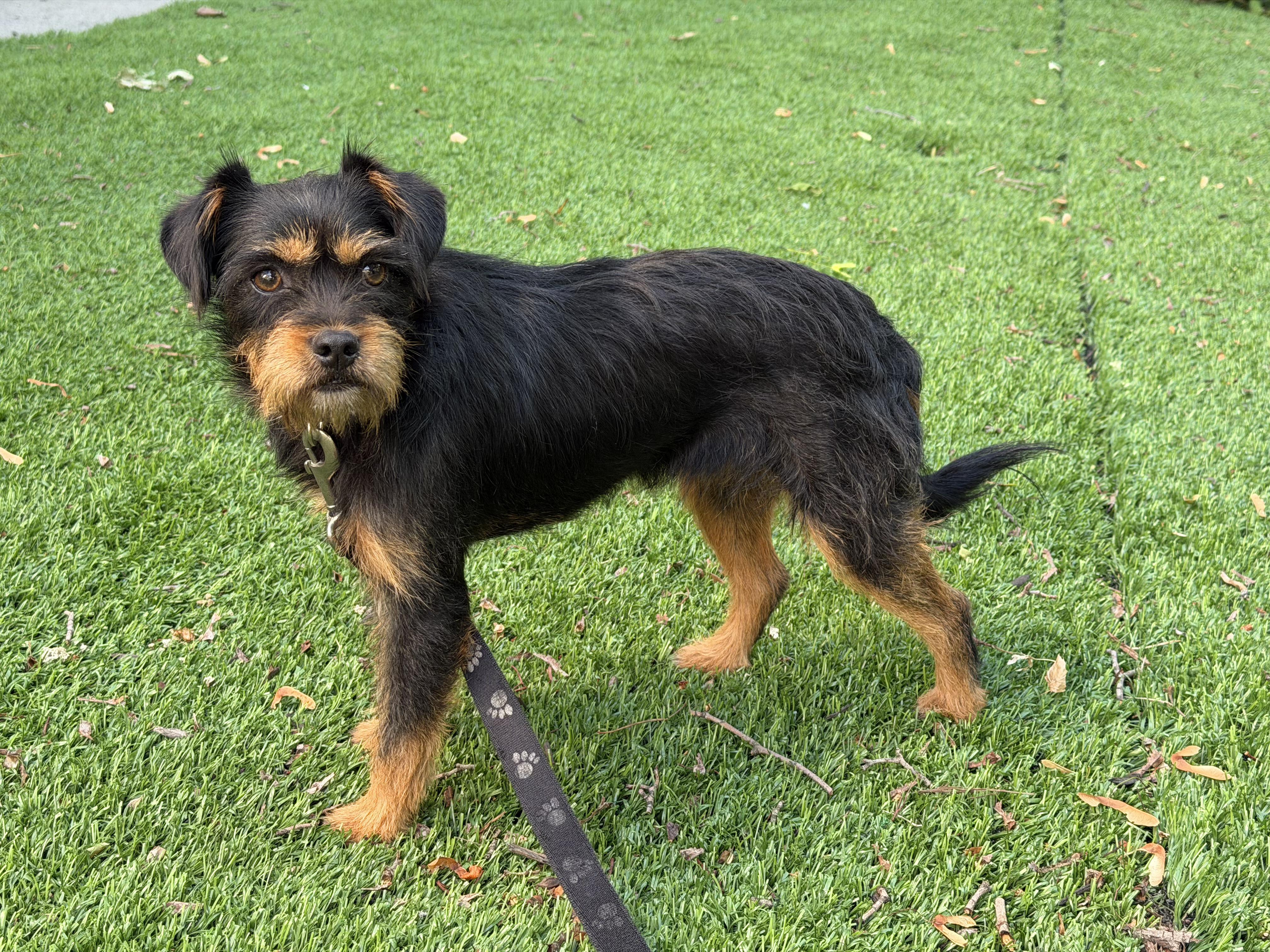Enlarge Remy, a Adopted mixed breed in San Diego, CA image 3/6