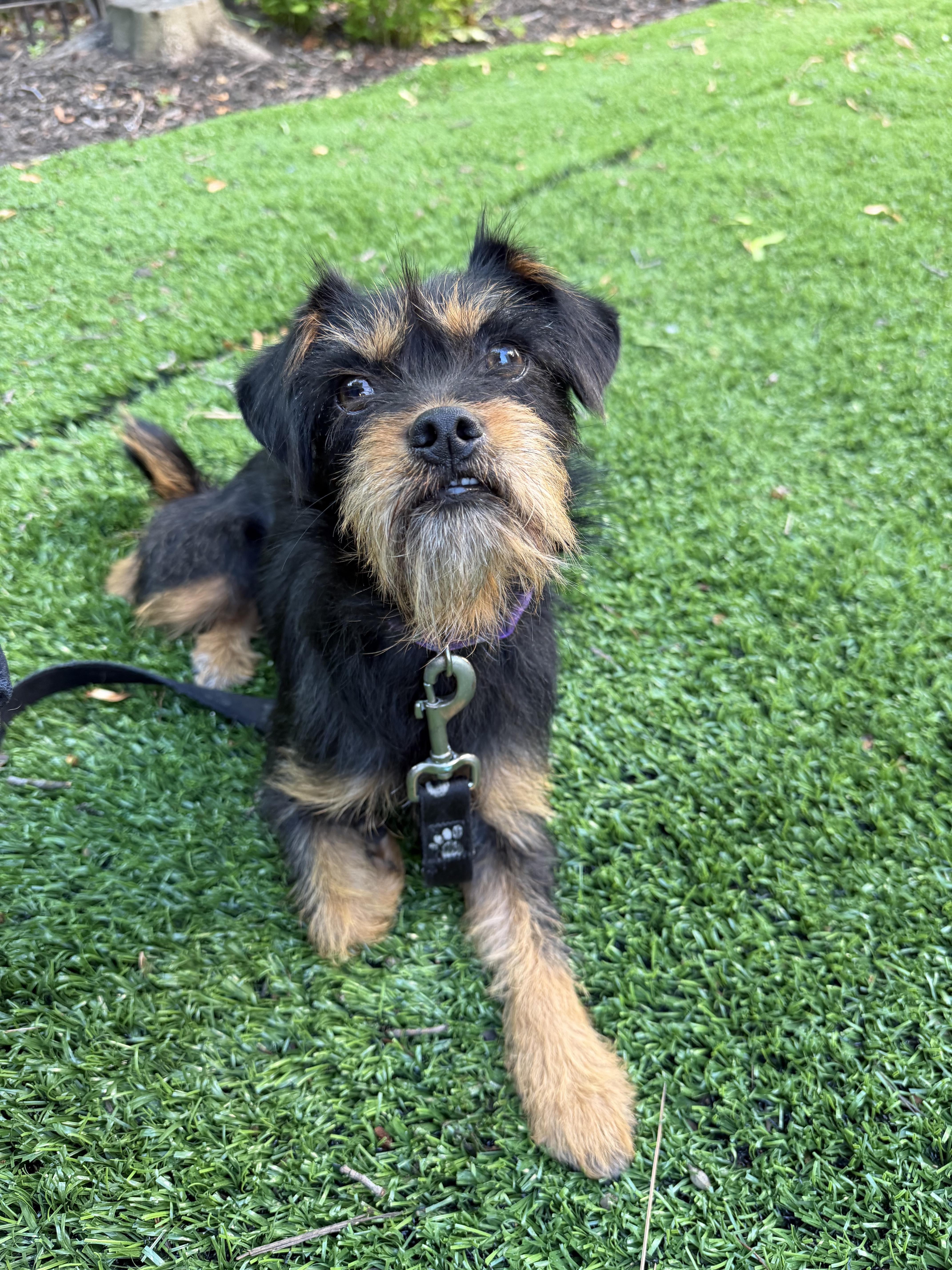 Enlarge Remy, a Adopted mixed breed in San Diego, CA image 5/6