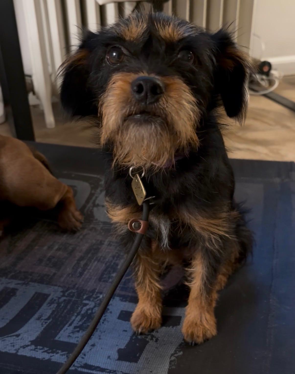 Enlarge Remy, a Adopted mixed breed in San Diego, CA image 6/6