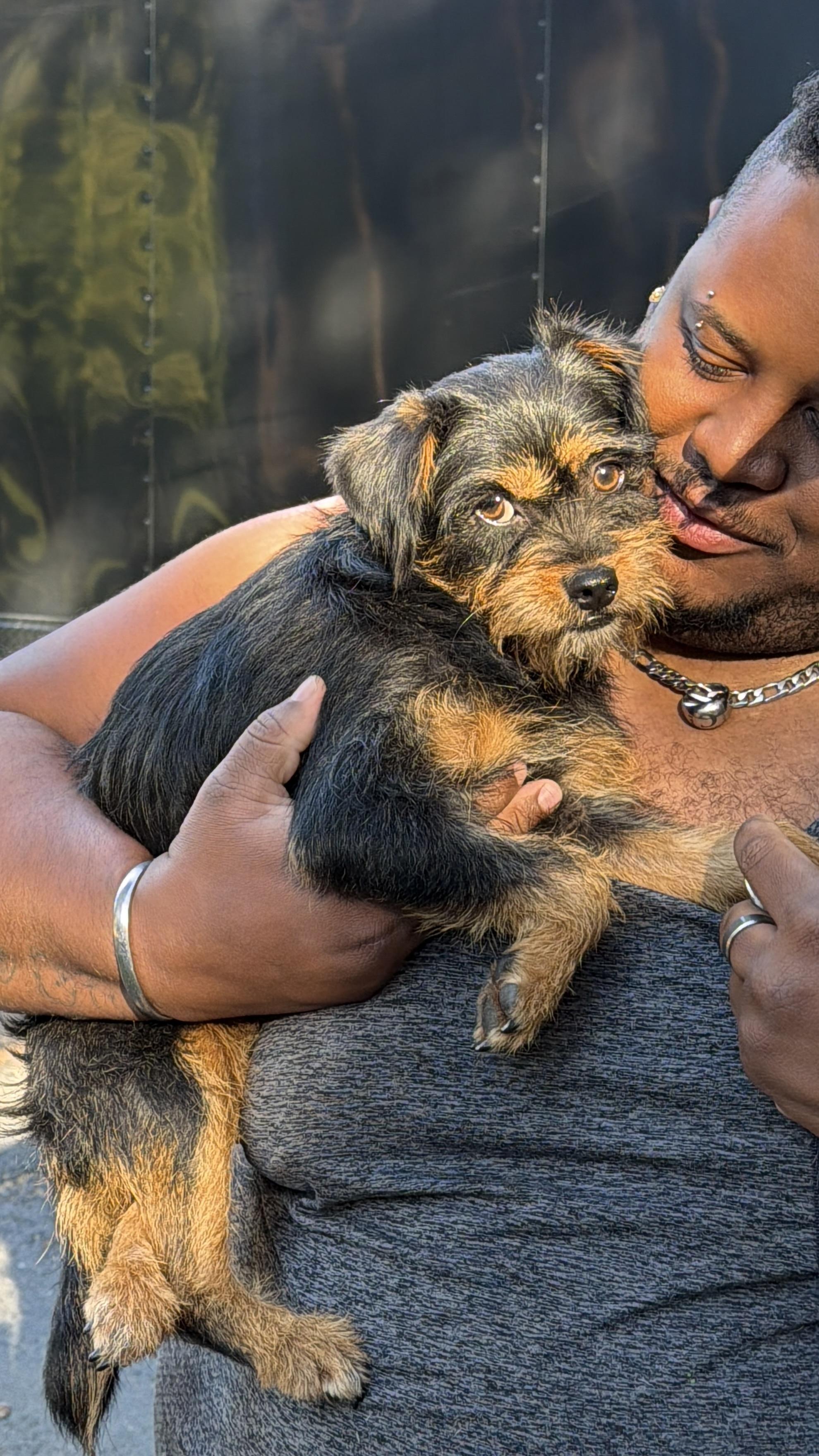 Enlarge Remy, a Adopted mixed breed in San Diego, CA image 1/6