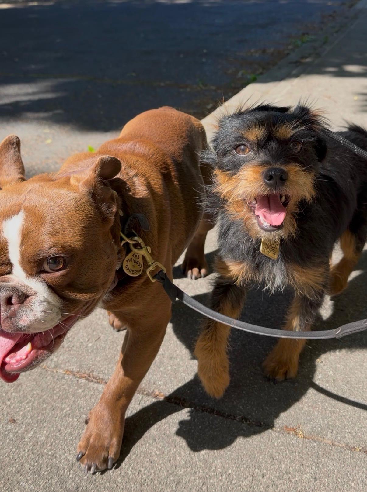 Enlarge Remy, a Adopted mixed breed in San Diego, CA image 4/6
