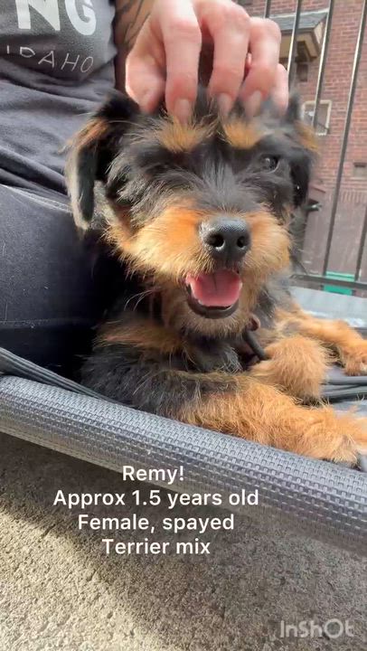 Enlarge Remy, a Adopted mixed breed in San Diego, CA video 2/6