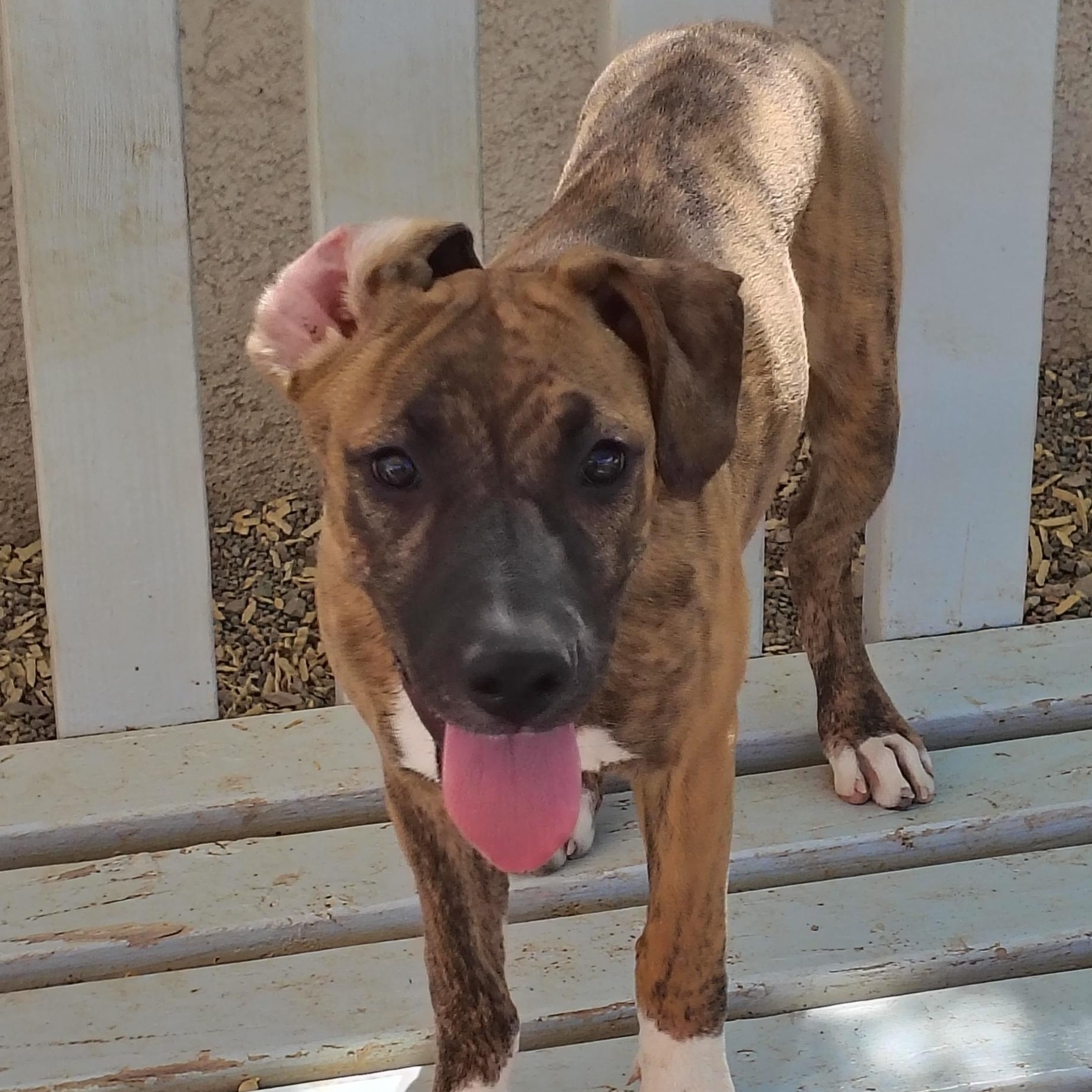 Iris, an adoptable Mixed Breed in Parker, AZ, 85344 | Photo Image 1