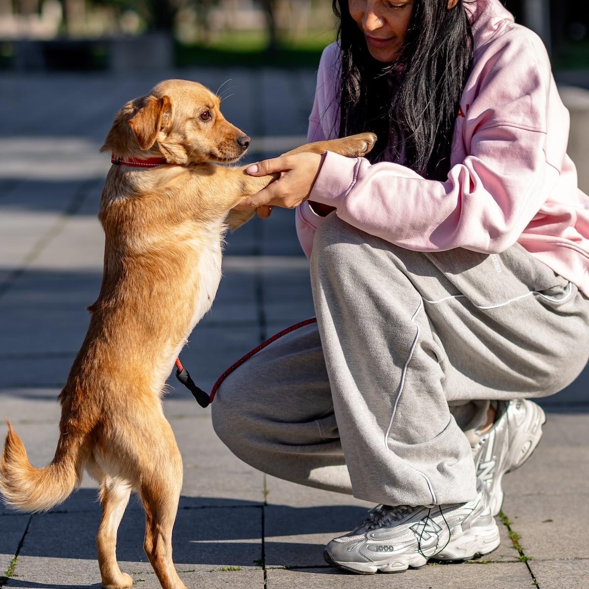Enlarge Anni, a ADOPTABLE mixed breed in Morristown, NJ image 4/6