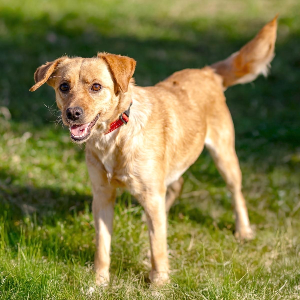 Enlarge Anni, a ADOPTABLE mixed breed in Morristown, NJ image 1/6