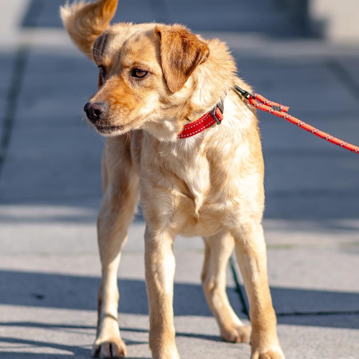 Enlarge Anni, a ADOPTABLE mixed breed in Morristown, NJ image 3/6