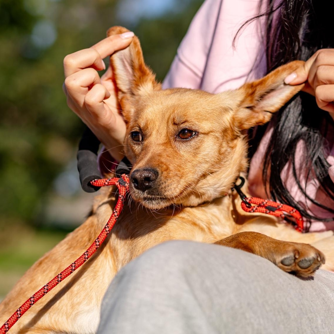 Enlarge Anni, a ADOPTABLE mixed breed in Morristown, NJ image 6/6