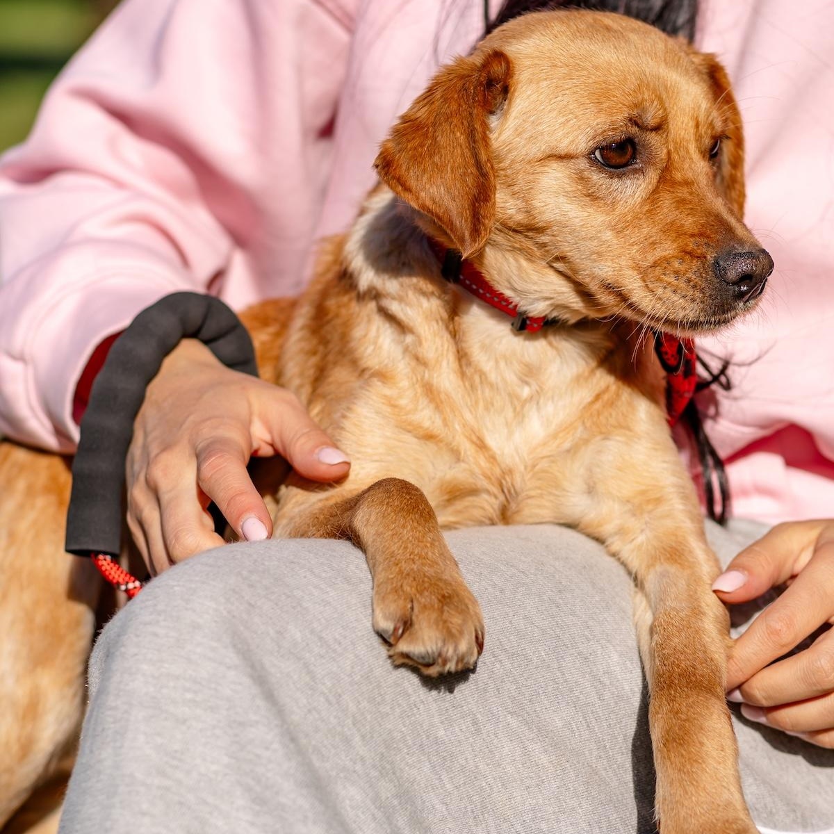 Enlarge Anni, a ADOPTABLE mixed breed in Morristown, NJ image 2/6