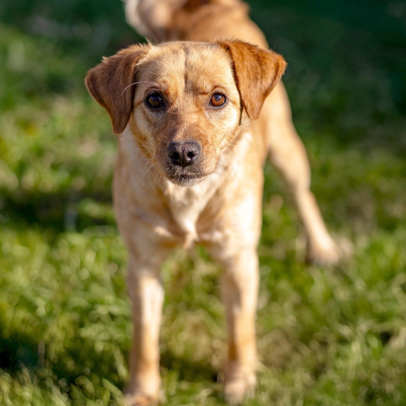 Enlarge Anni, a ADOPTABLE mixed breed in Morristown, NJ image 5/6
