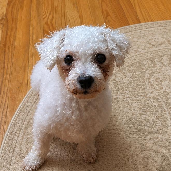 Fleur, Adoptable, Adult Female Bichon Frise.
