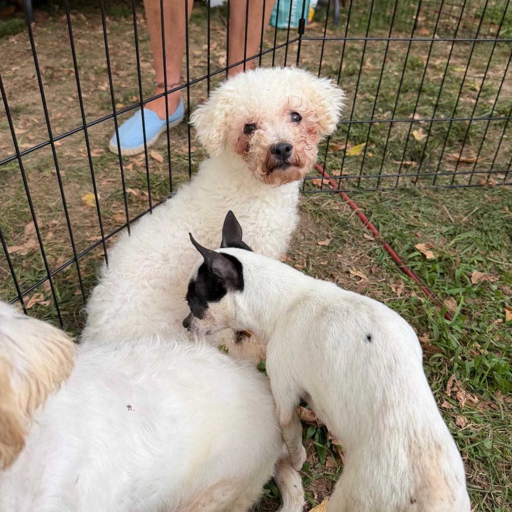 Enlarge Fleur, a Adoptable Bichon Frise in West Chester, PA image 2/6
