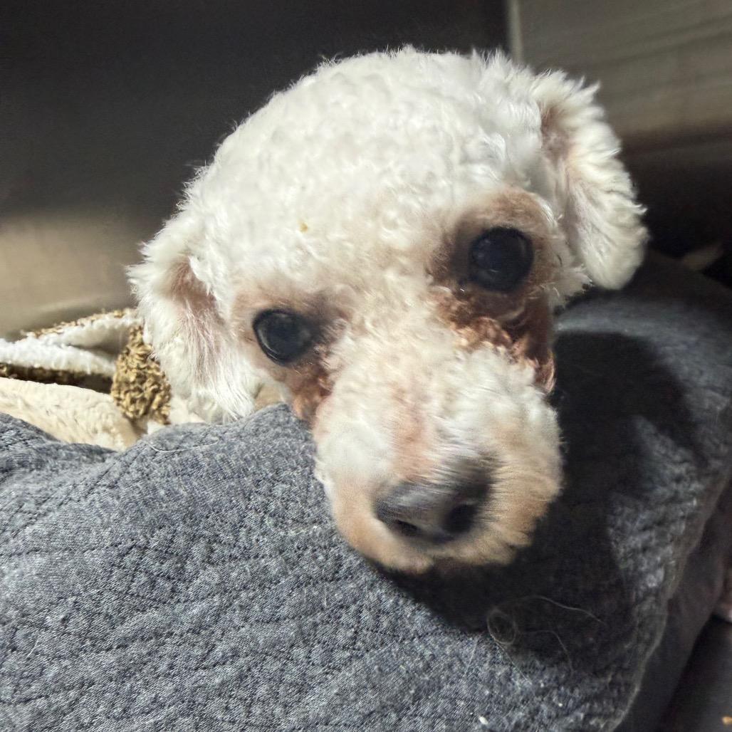 Fleur, Adoptable, Adult Female Bichon Frise.