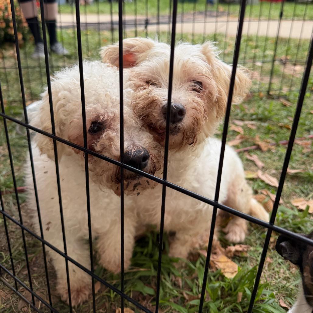 Enlarge Fleur, a Adoptable Bichon Frise in West Chester, PA image 5/6